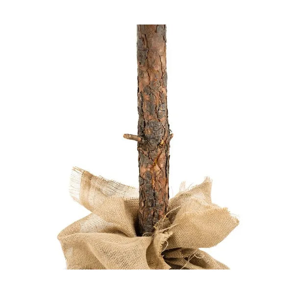 Műfenyő Diamond Pine fatörzzsel, prémium, 180 cm