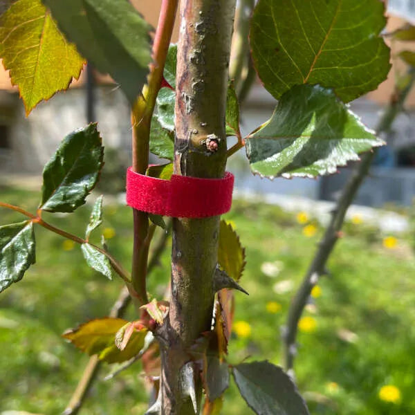 Növénytámogató 3in1 kötöző szett