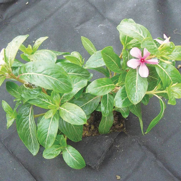Fekete gyomellenes agrotextília 1,6×10 m 50 g/m² UV-álló