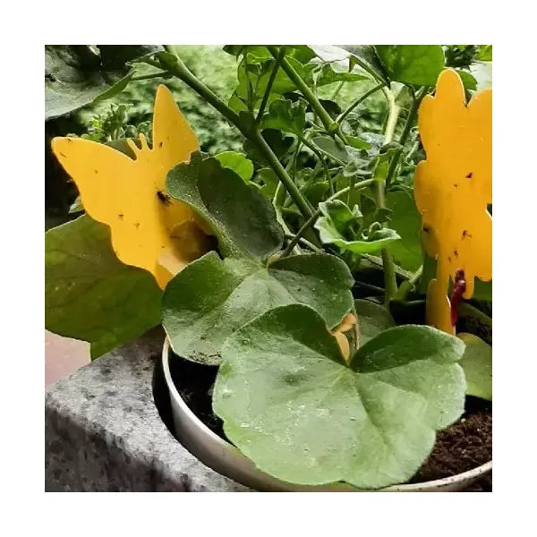 Sárga kétoldalas rovarfogó ragacslap szett 12 db (13×8 cm)