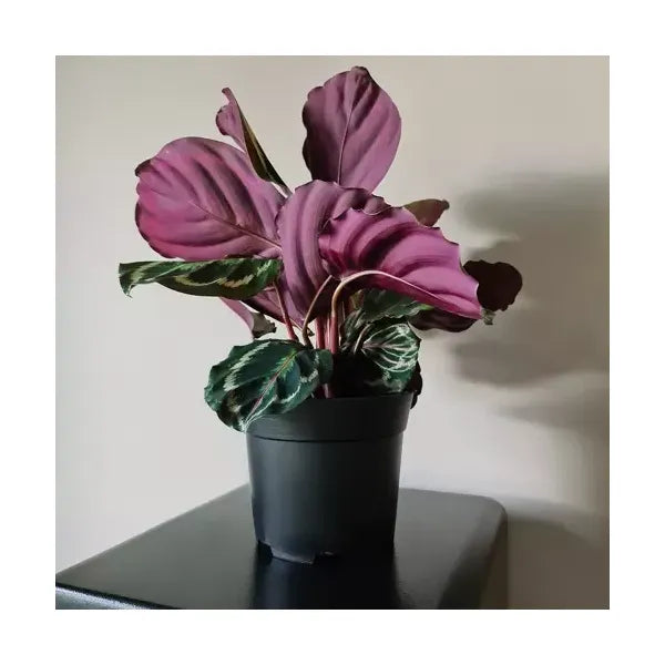 Fekete termelő műanyag cserép 16 cm, 2 l – 500 db-os szett