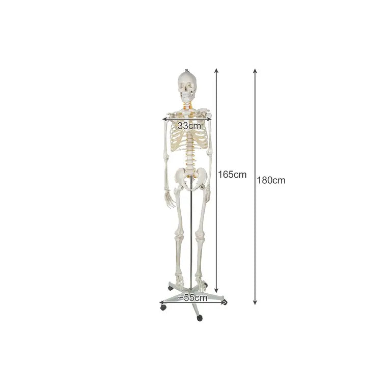 Anatómiai Modell / Csontváz 1:1 Méretarányban, 180 cm Magasságban