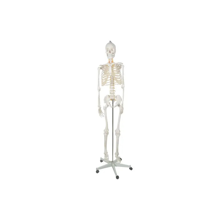 Anatómiai Modell / Csontváz 1:1 Méretarányban, 180 cm Magasságban