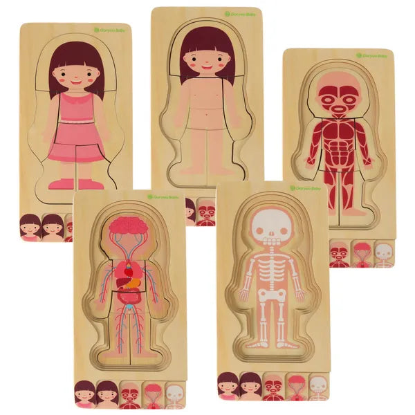 Fa réteges Montessori anatómia puzzle lányoknak, 28 db, 29×24,5 cm